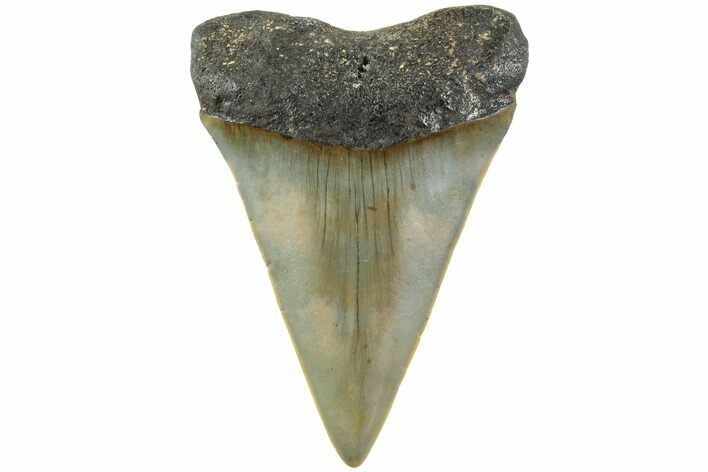 Fossil Broad-Toothed Mako Shark Tooth - North Carolina #235198